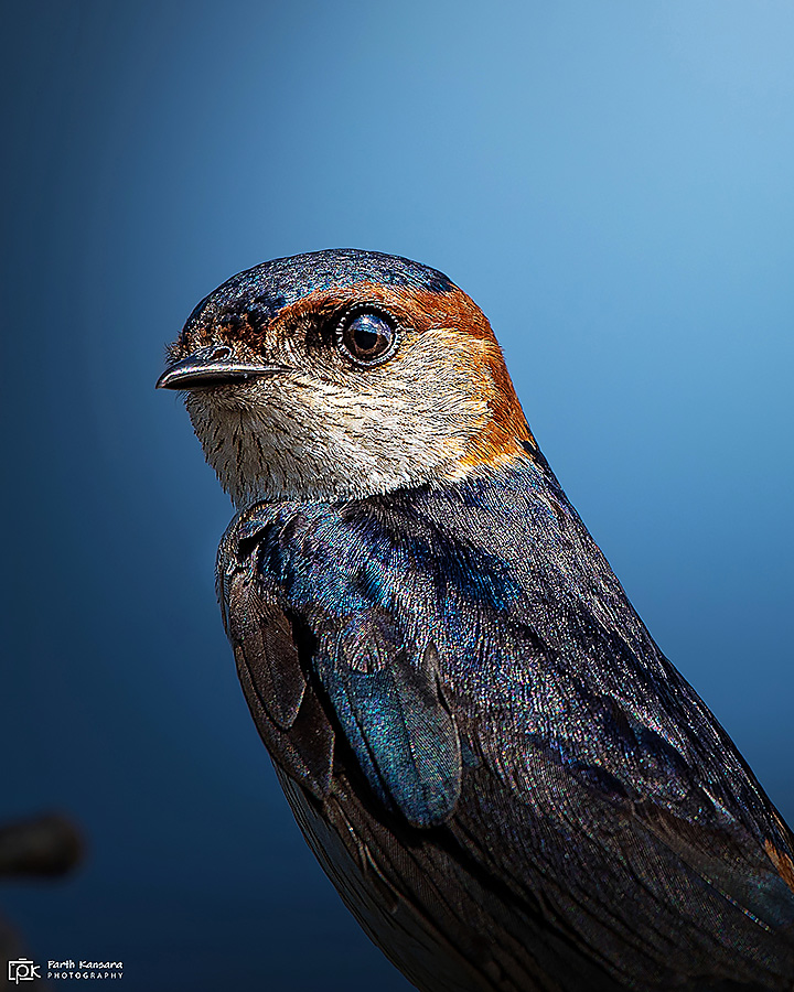 Red-rumped Swallow